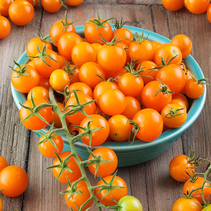 Sun Gold Tomato Pasta